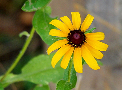 [A top down view of a single bloom. The thirteen yellow petals radiate from a dark brown center. At the edges of the dark brown are tiny yellow dots.]